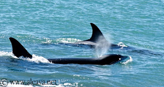 orcas peninsula valdes 