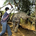 Undercover Video Reveals How People In Thailand Are Abusing Blind Trekking Elephant