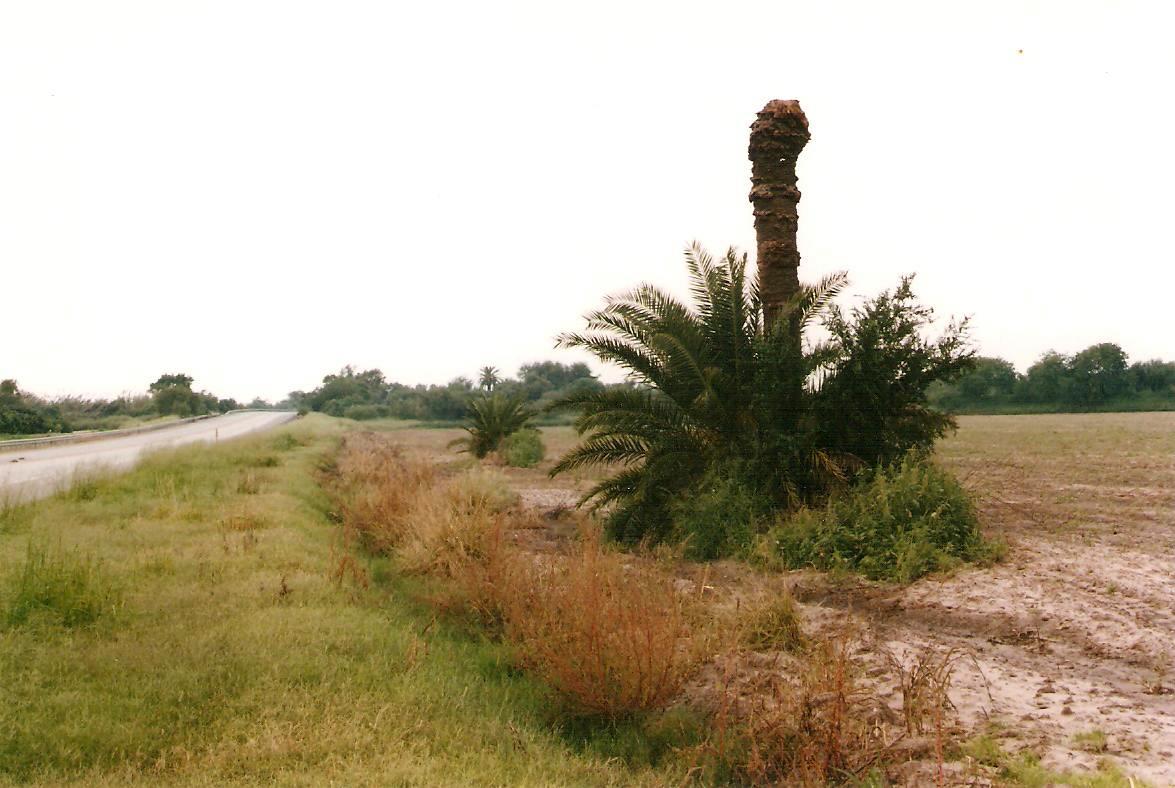 americanature Upsidedown Palm, South Texas
