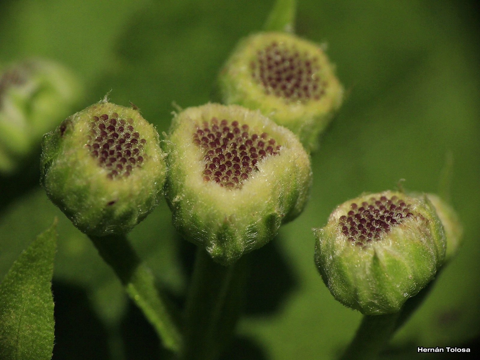 Flora Bonaerense: abril 2016