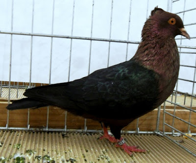 gimpel black wing - bronze - Gimpeltaube - Bouvreuil