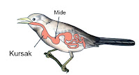Bir kuşun kursak ve midesini gösteren çizim