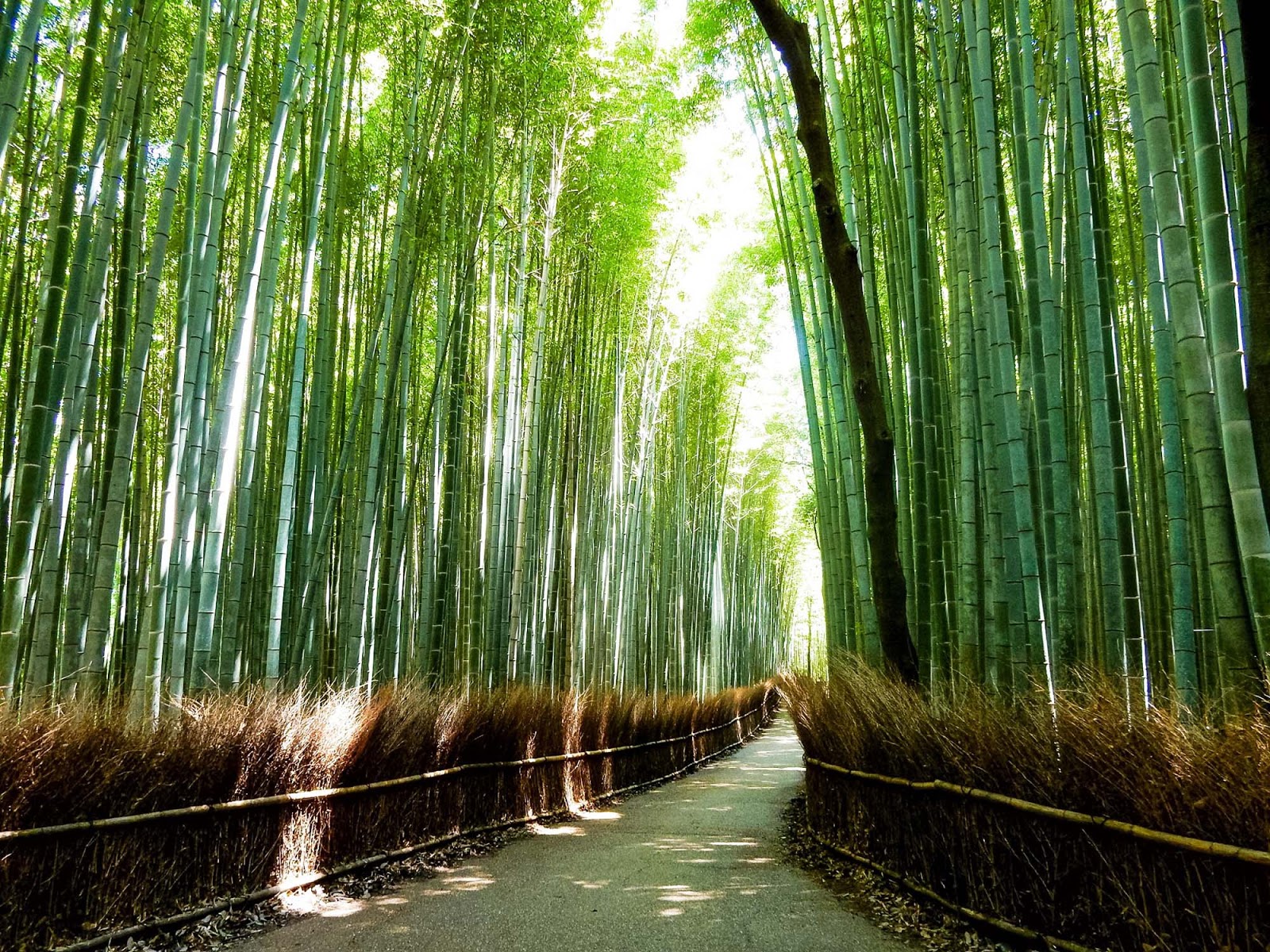 bamboo grove