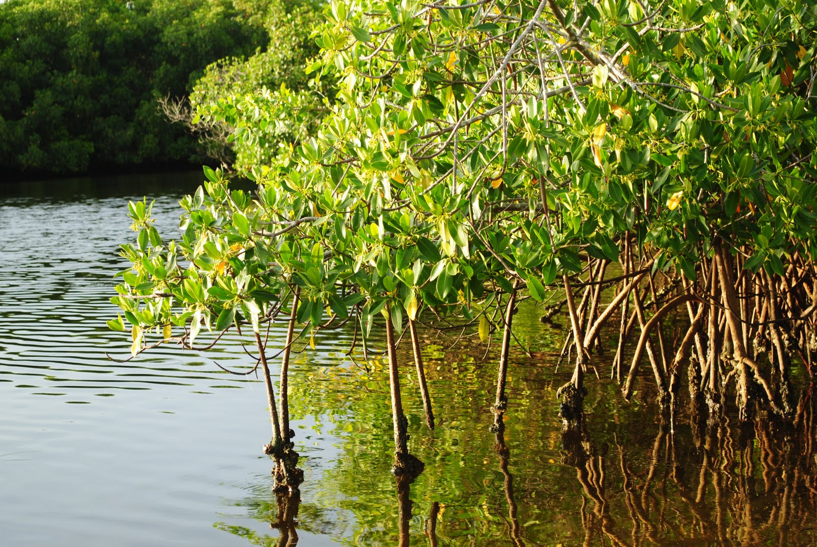 Field Notes and Photos Mangroves Southwest Florida's Coastal Treasure