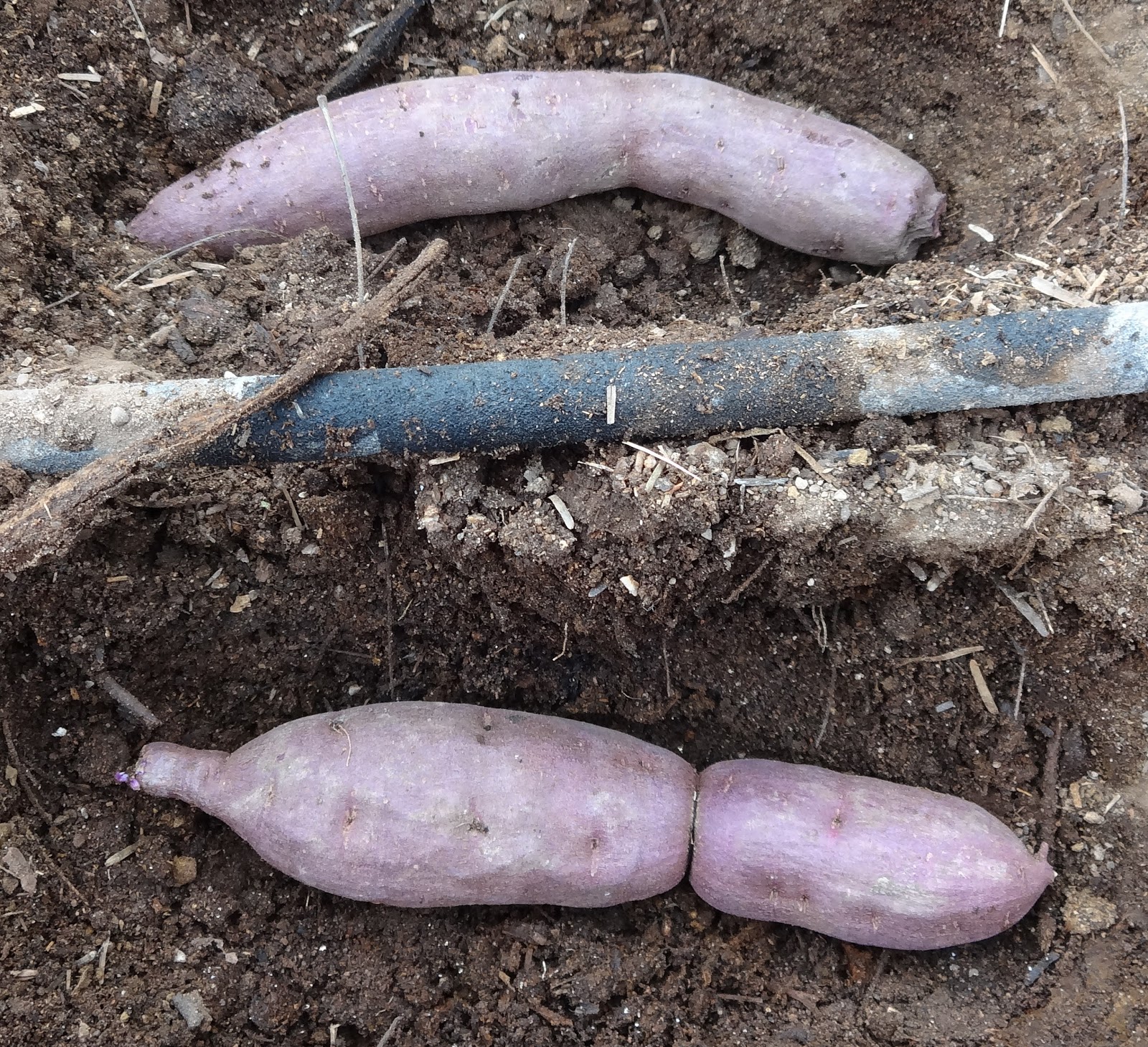 The Scientific Gardener Starting Sweet Potatoes in the Garden