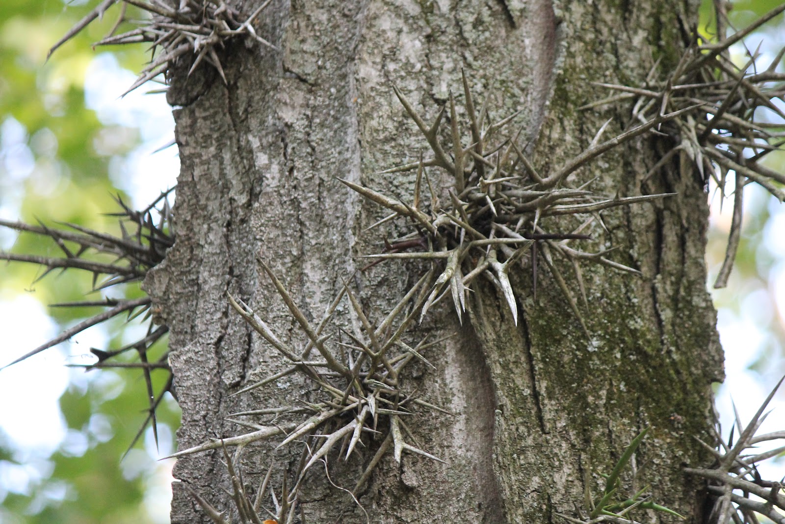 Found on the Trail Thorn In My Side