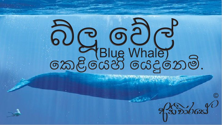 Blue_whale.PNG