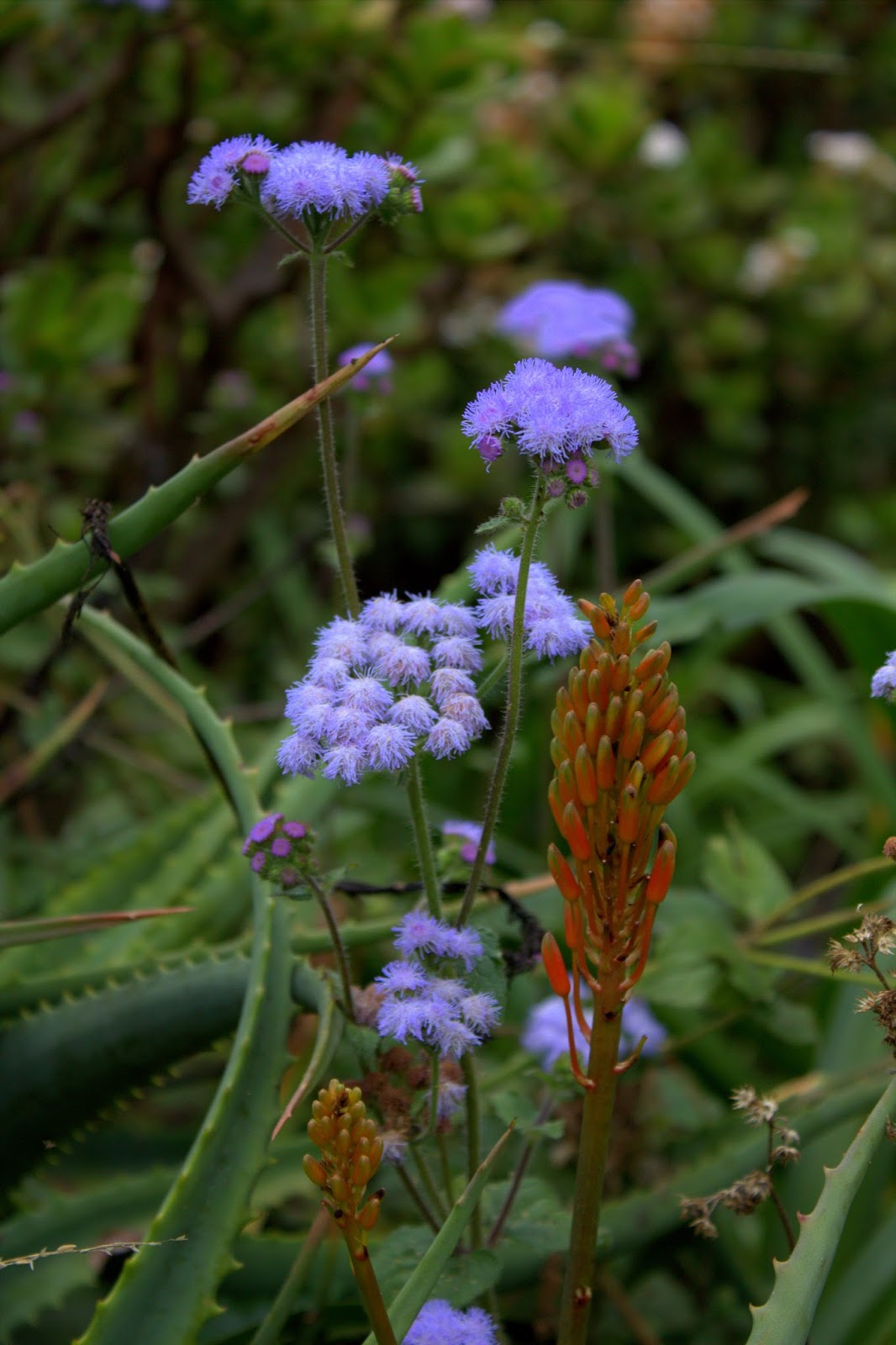 Something About Everything Kenya Plants