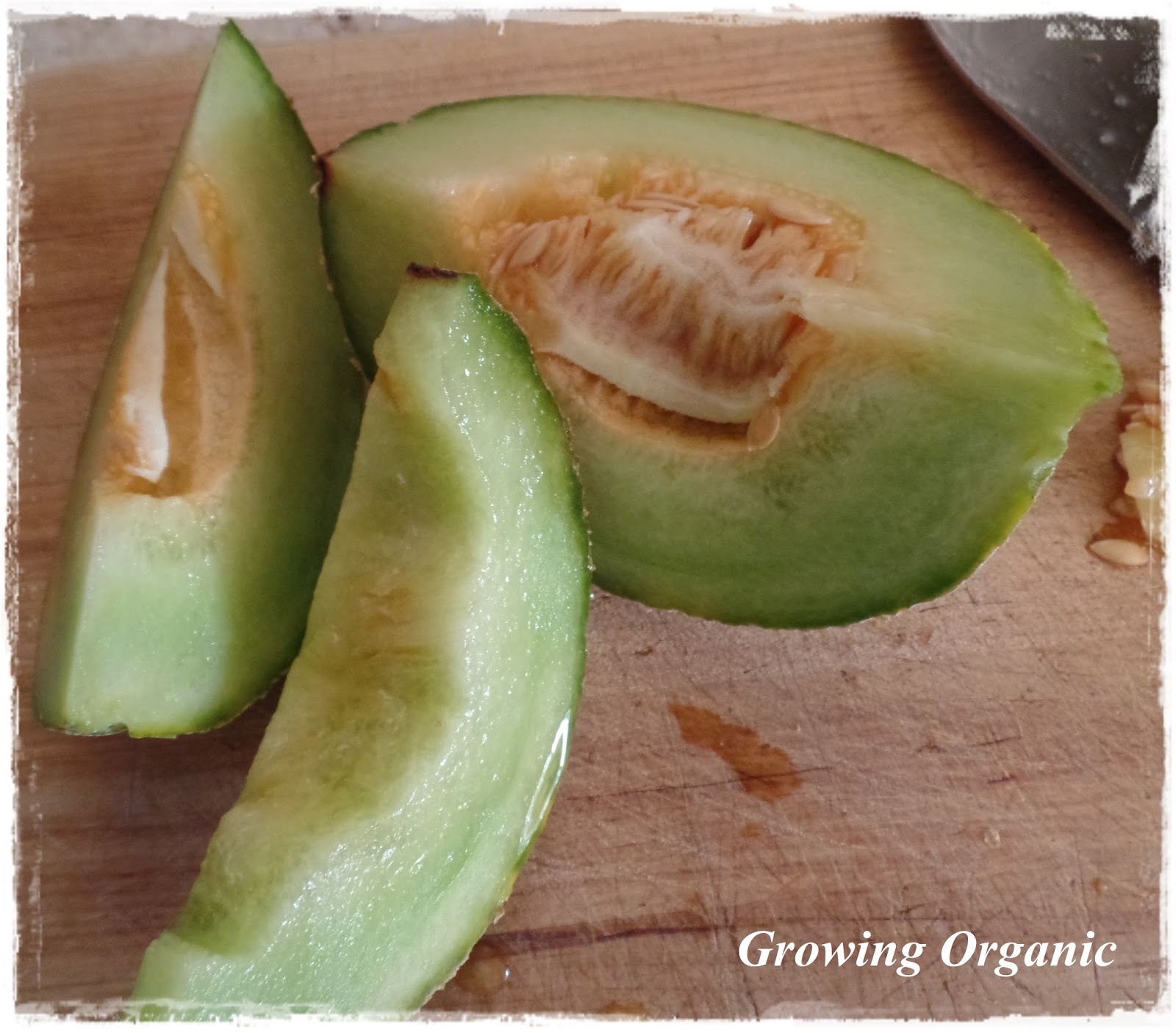 Growing Organic The Melon Family Cantaloupes, Muskmelons, and Honeydew