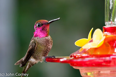 Ana's hummingbird