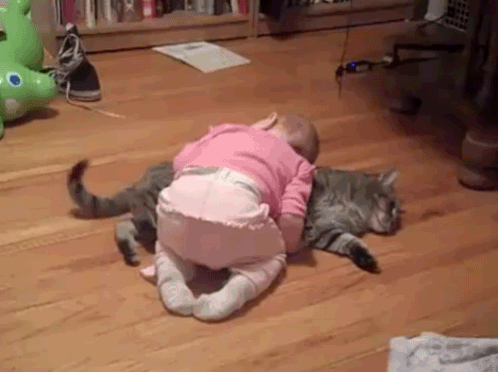 Funny cats - part 195, cute cat gif, adorable cats, best cat gifs
