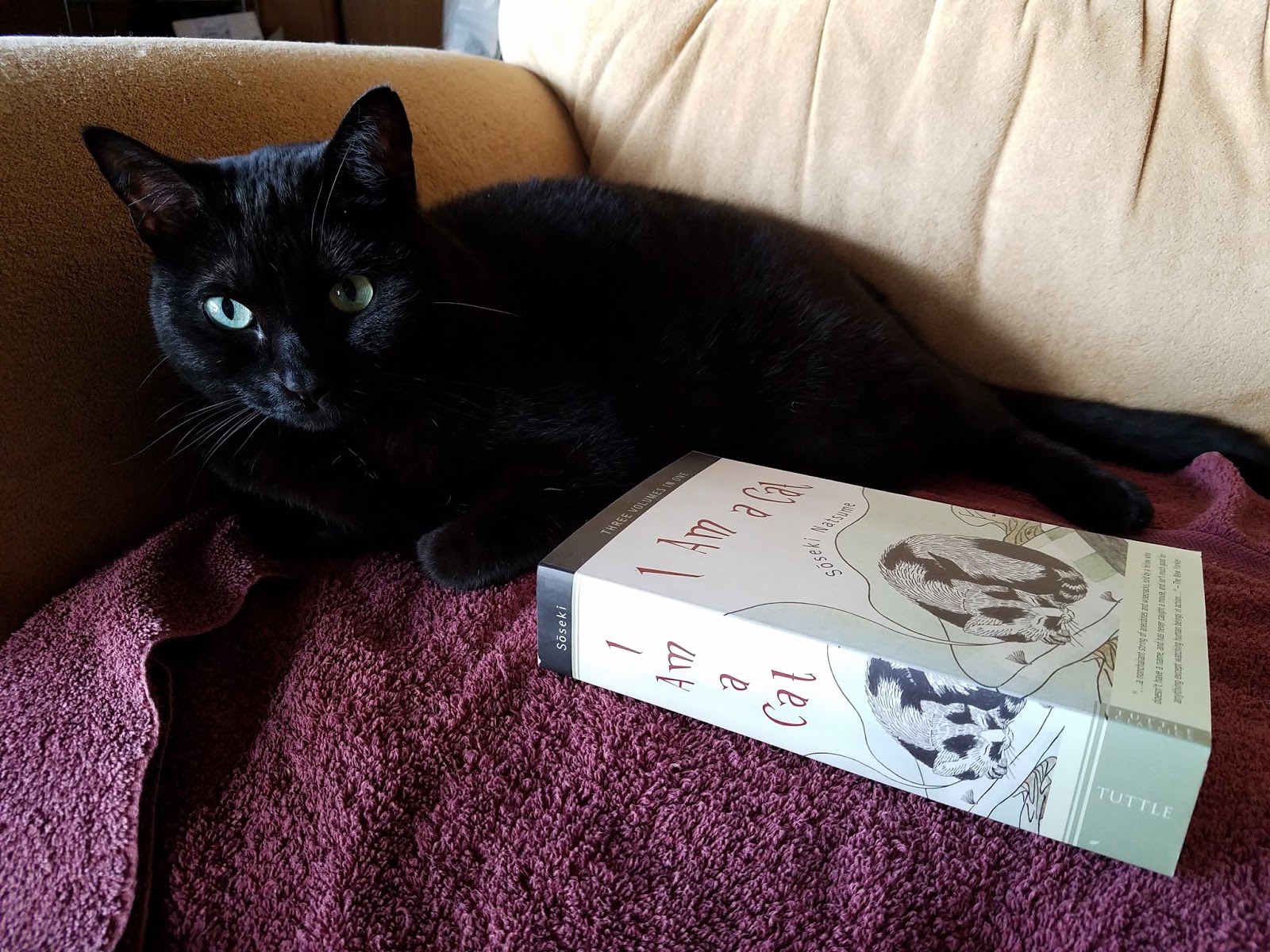 The Cat Overlord Book Club I Am A Cat By Natsume Soseki