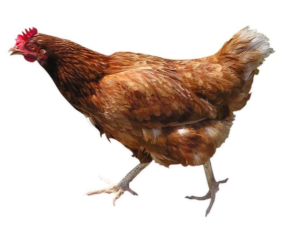 Gambar Ayam Lucu Keren5 Jpg Yg