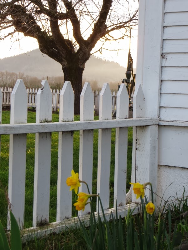 O'Brien's Family Farm Daffodils