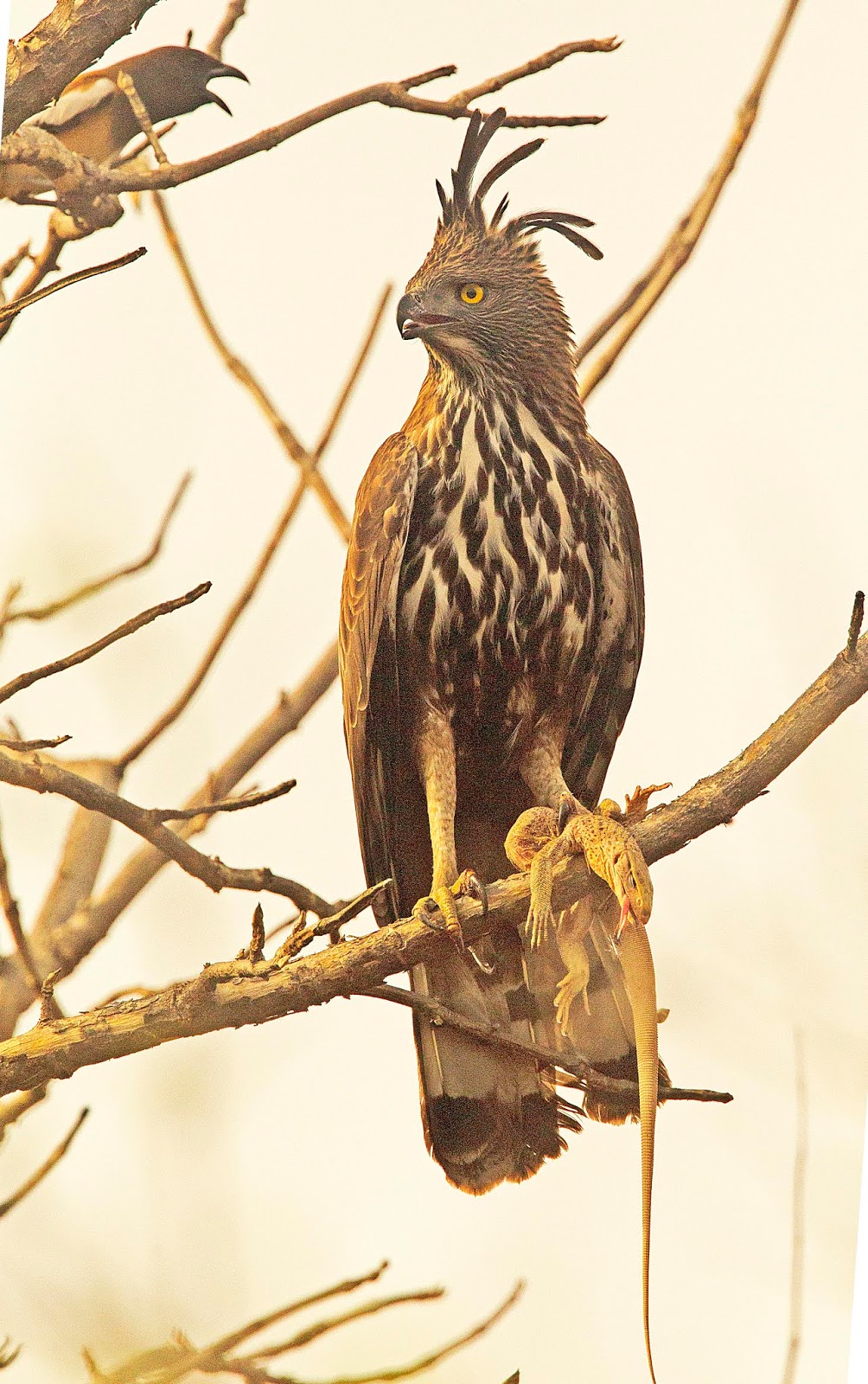 Tiger Conservation Tiger safari Wildlife Blogs India