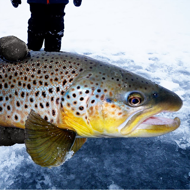 Living Fly Legacy DIY Ice Fishing Automatic Hook Setter