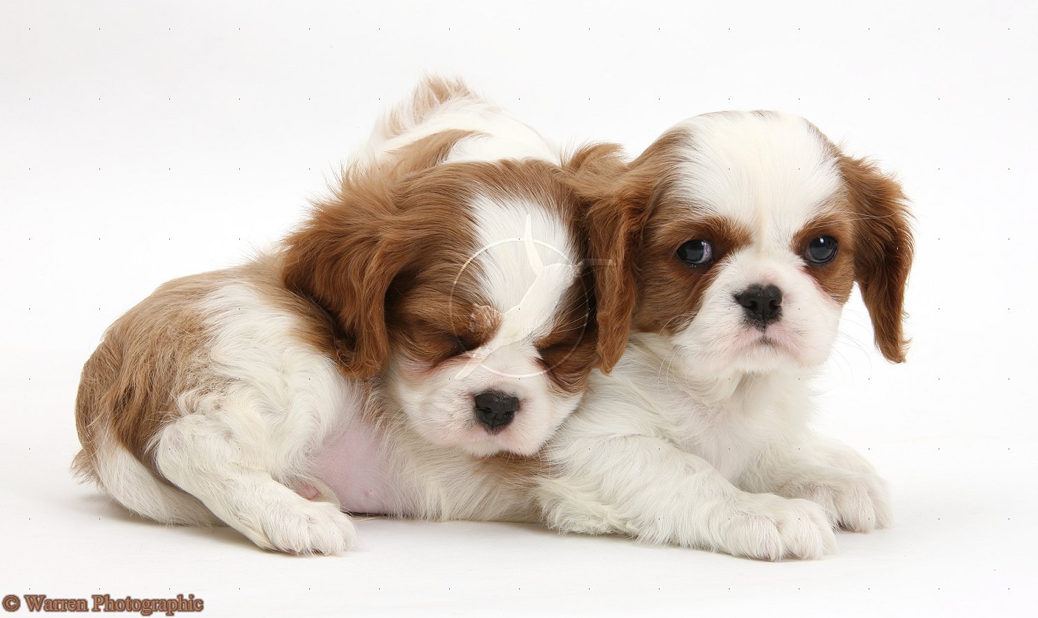 king charles spaniel puppies king charles spaniel puppies