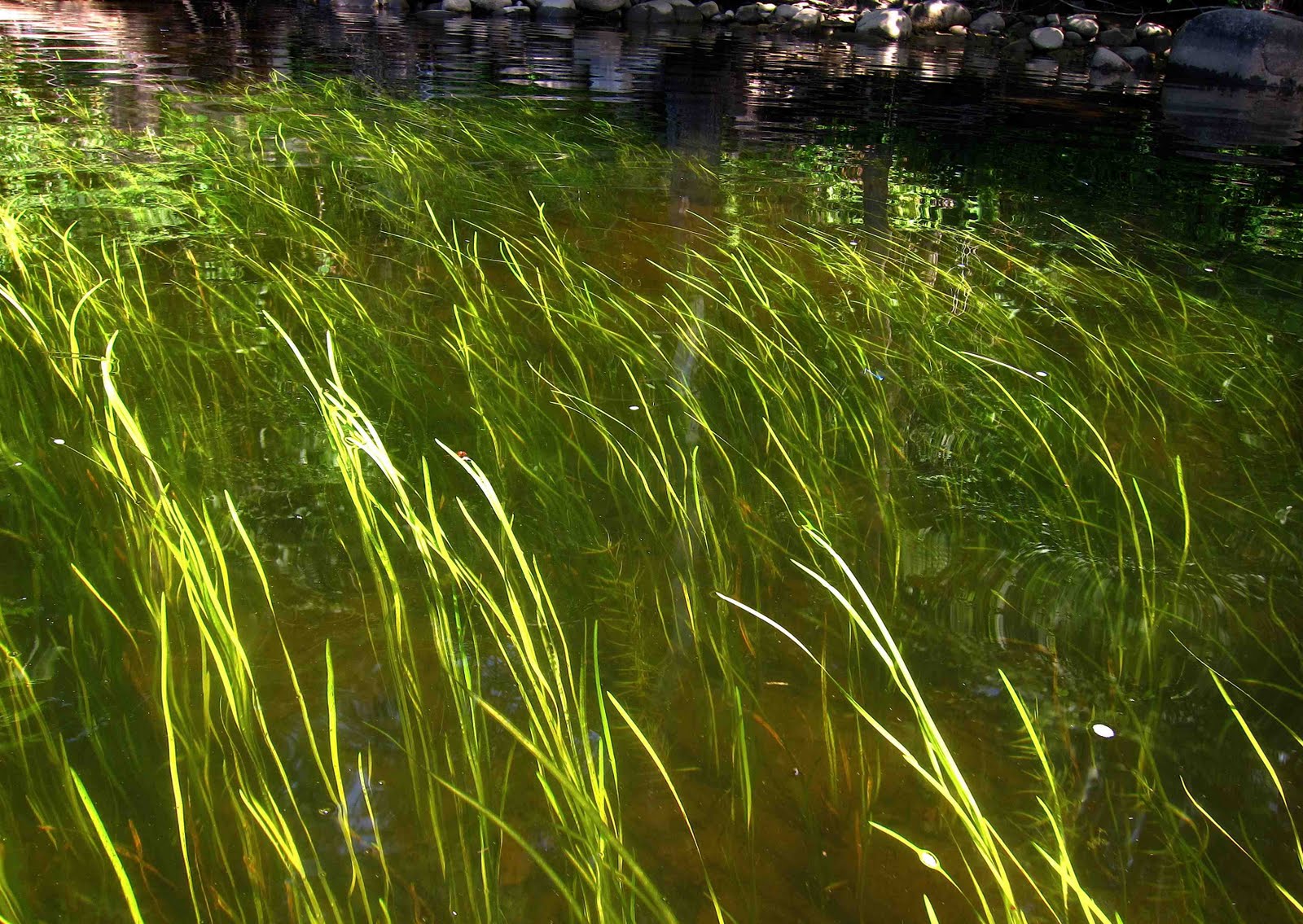 Saratoga woods and waterways July 2011