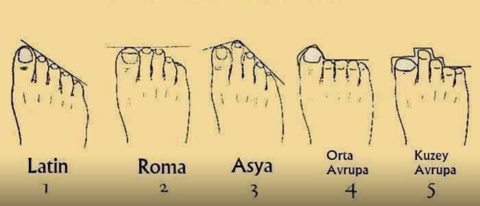 Какие бывают пальцы ног. Форма пальцев на ноге Римская. Тип ноги по пальцам. Правильное строение пальцев на ногах. Пальцы на ногах виды.