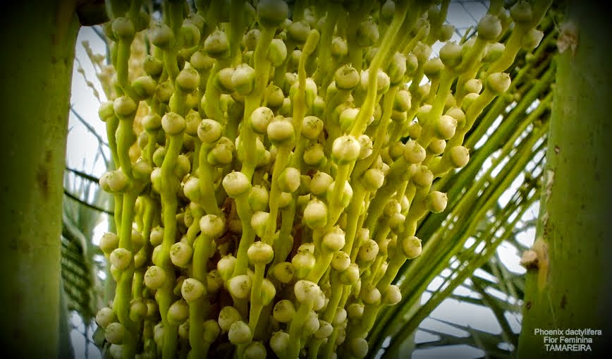 FLORES TAMAREIRA, TÂMARA - ( Phoenix dactylifera ) FLOWERS TAMAREIRA, TÂMARA - ( Phoenix dactylifera )