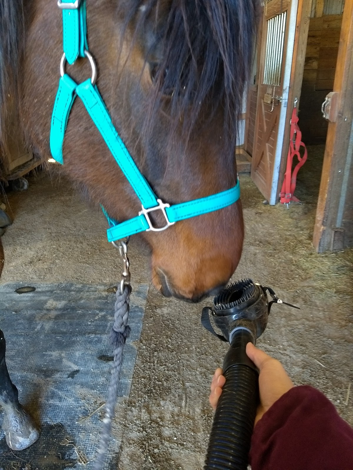 Rapid Groom Heavy Duty Horse Vacuum Statelinetack Com