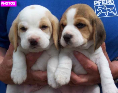 beagle puppies lemon