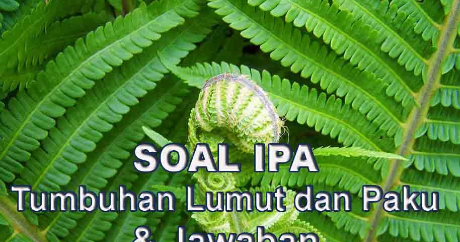 50 Soal Ipa Tumbuhan Lumut Dan Paku Jawabannya Lengkap Muttaqin Id