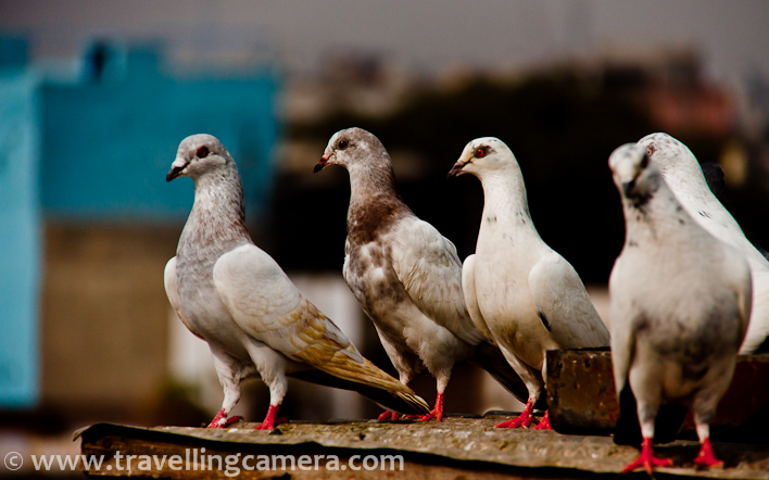 Kabutar Baazi Some Unbelievable Interesting Stories About This Pigeon Sport Of Old Delhi India