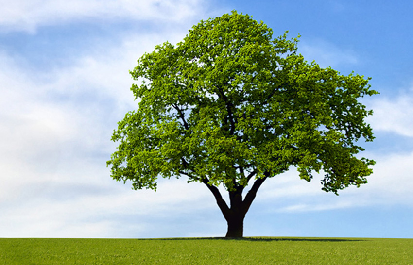 Pohon Pisang Bertandan Empat di Ternate