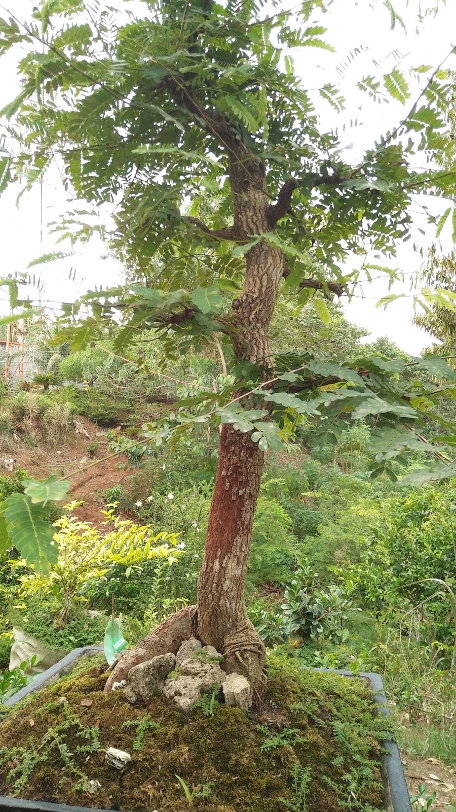 TEKNIK DAN CARA BUDIDAYA MEMBUAT BONSAI ASEM JAWA CANTIK
