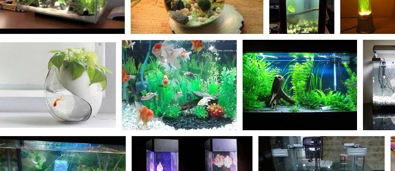 Hiasan Aquarium Unik Dan Keren Sekarang Ini Infoikan Com