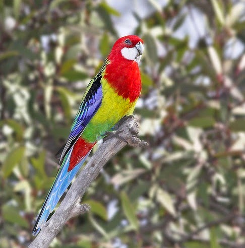 rosella eximius platycercus