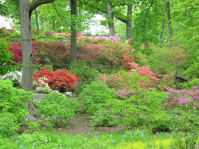 Parks in New York City: Blütenmeer im Botanischen Garten der Bronx in
