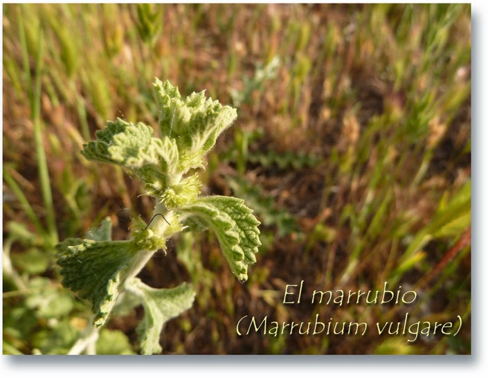 como tomar el marrubio blanco para adelgazar como tomar el marrubio blanco para adelgazar