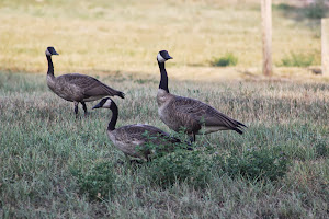 Geese on their Morning Walk