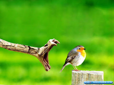 Amazing Viper Snakes Amazing Viper Snakes