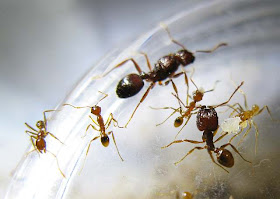 Queen, a major worker and minor workers of a brown Pheidole species