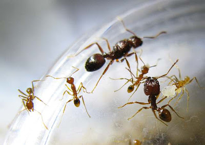 Queen, a major worker and minor workers of a brown Pheidole species