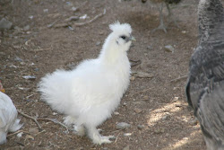 coop chicken fannie anne chickens acres