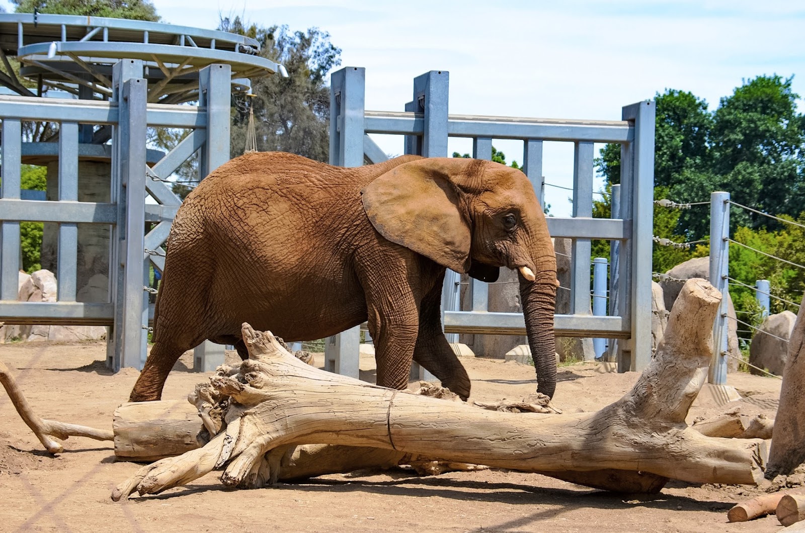 The World Famous San Diego Zoo A Make Believe World Travel Blog