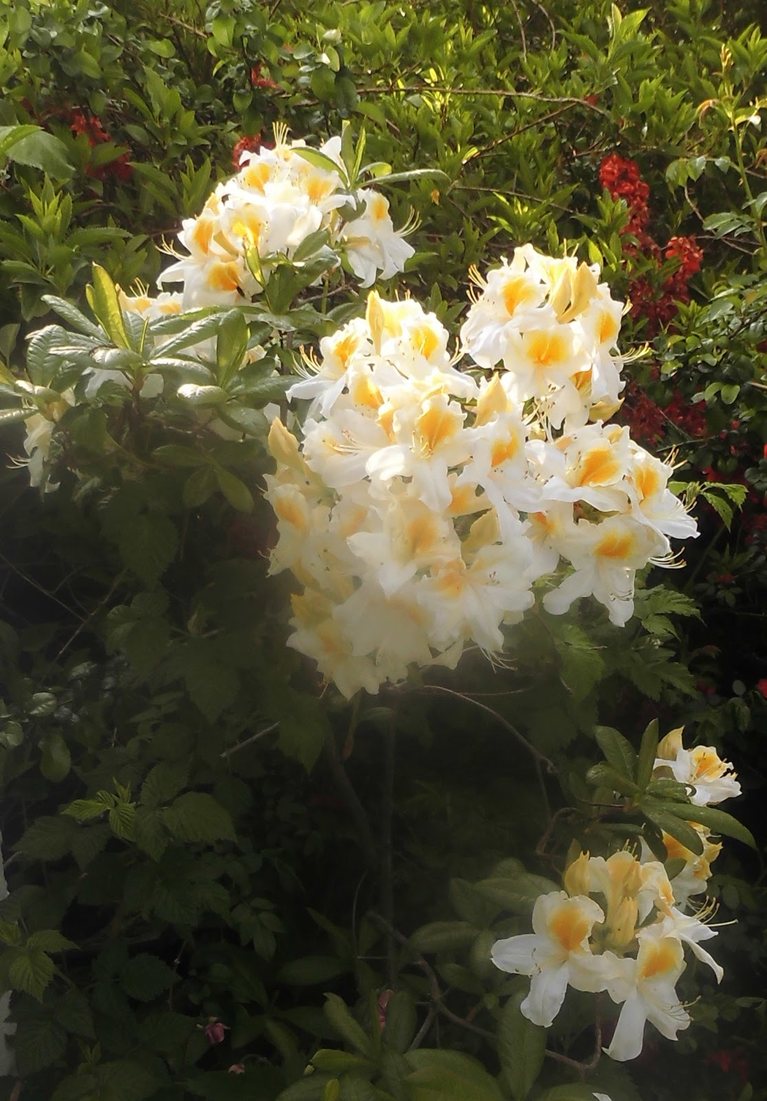 Altes und Neues von Bernd Nowack, Dessau Edle Zartheit