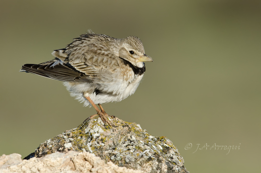 Calandria común, Melanocorypha calandra, Calandra Lark Calandria común, Melanocorypha calandra, Calandra Lark