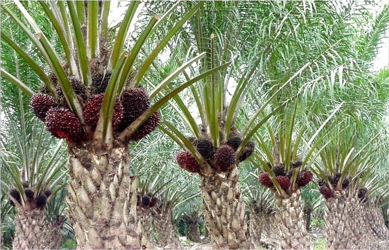 BOTANI DAN VARITAS Perkebunan Kelapa Sawit