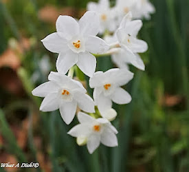 Seasonal Azorean Flowers- Winter