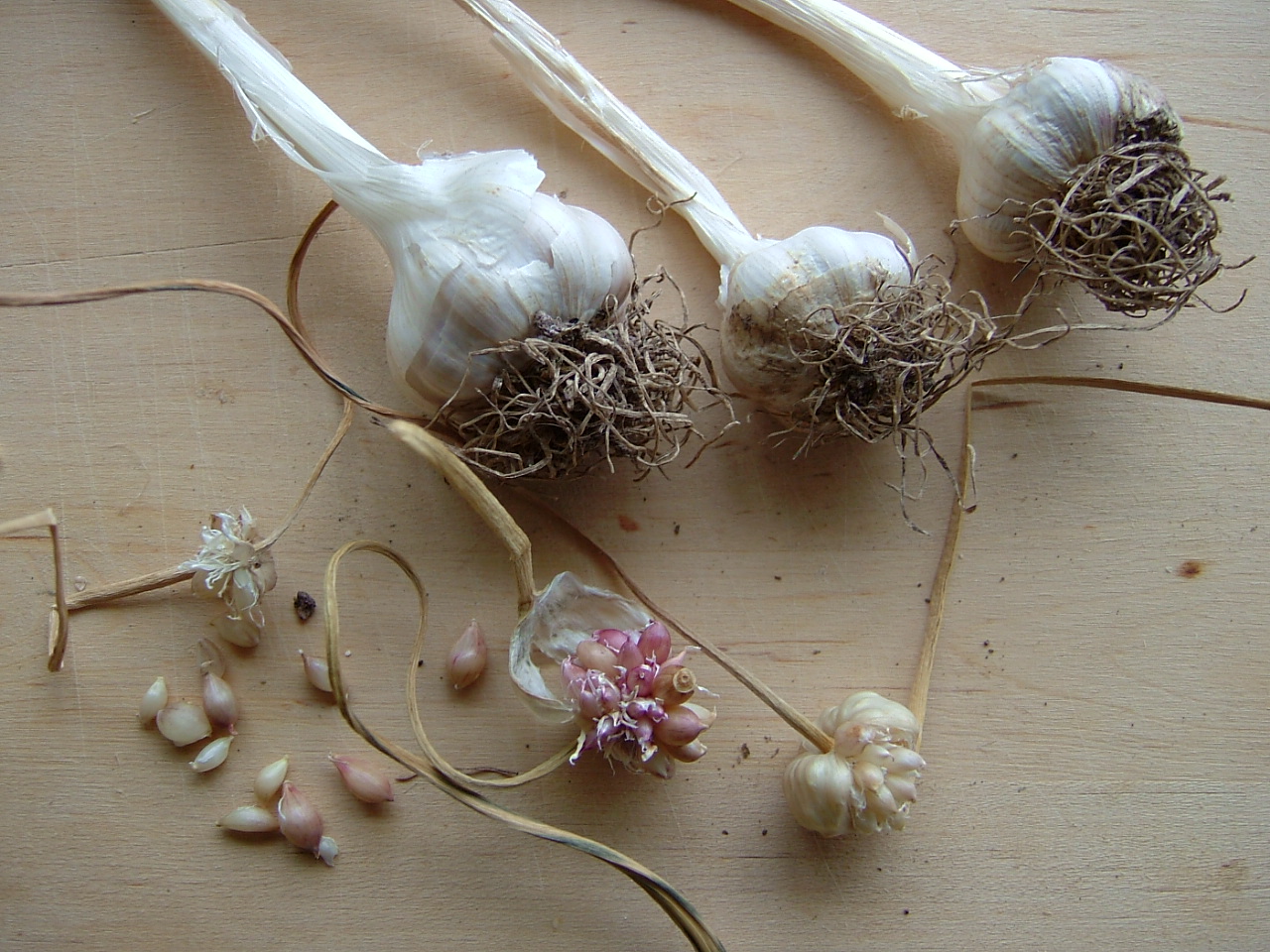 Giggling in two gardens Growing Garlic from bulbils
