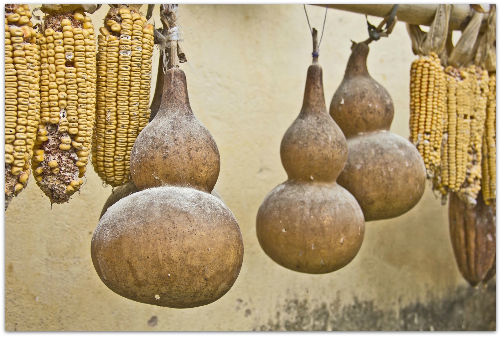 Seasonally Montessori Autumn Corn and Gourd Songs With Some Free