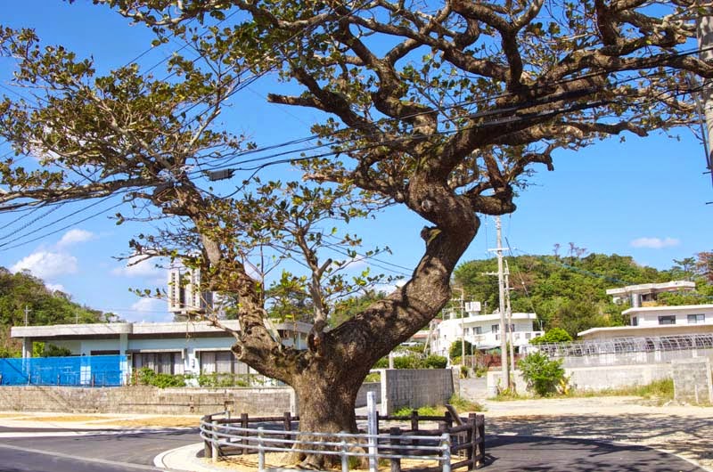 Terminalia catappa,tree, Sea Almond