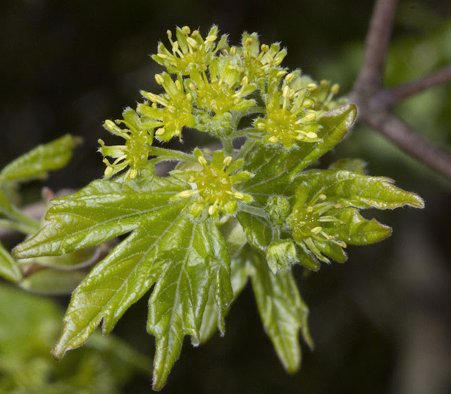 Field Maple, Acer campestre.  Darrick Wood, 21 April 2012.