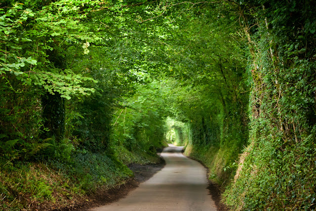 Exmoor country lane winds through a lush green tunnel of vegetation by Martyn Ferry Photography 