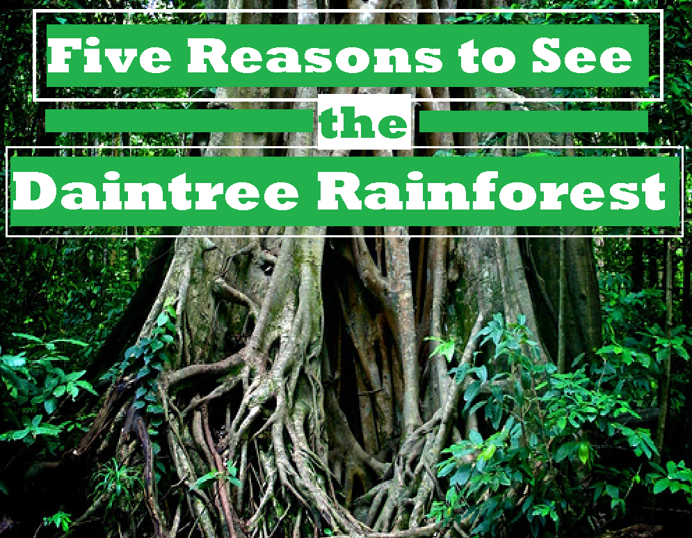 Cape Tribulation Accommodation: Five Reasons to See the Daintree Rainforest